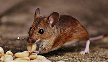 24 Hour & Emergency Exterminators in Lincoln Univ, PA